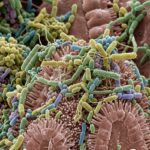 Microbiote