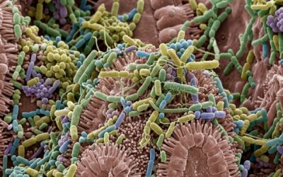 Microbiote
