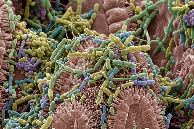 Microbiote