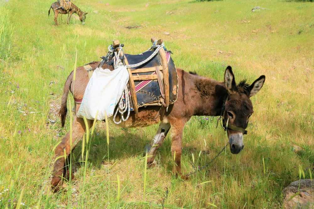 Âne chargé dans un champ herbeux, selle et charge visibles